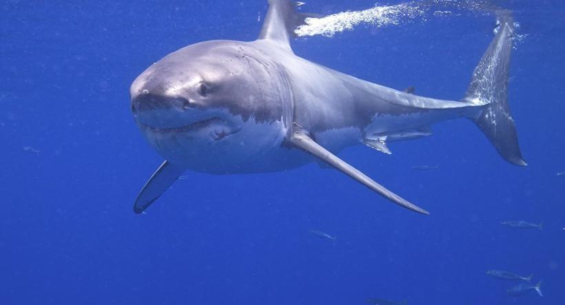 Oamenii de ştiinţă din Noua Zeelandă au descoperit o specie rară de rechin-fantomă