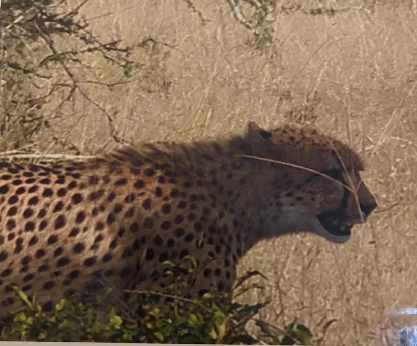 5.000 de kilometri prin Africa, în cel mai luxos tren din lume 18776808