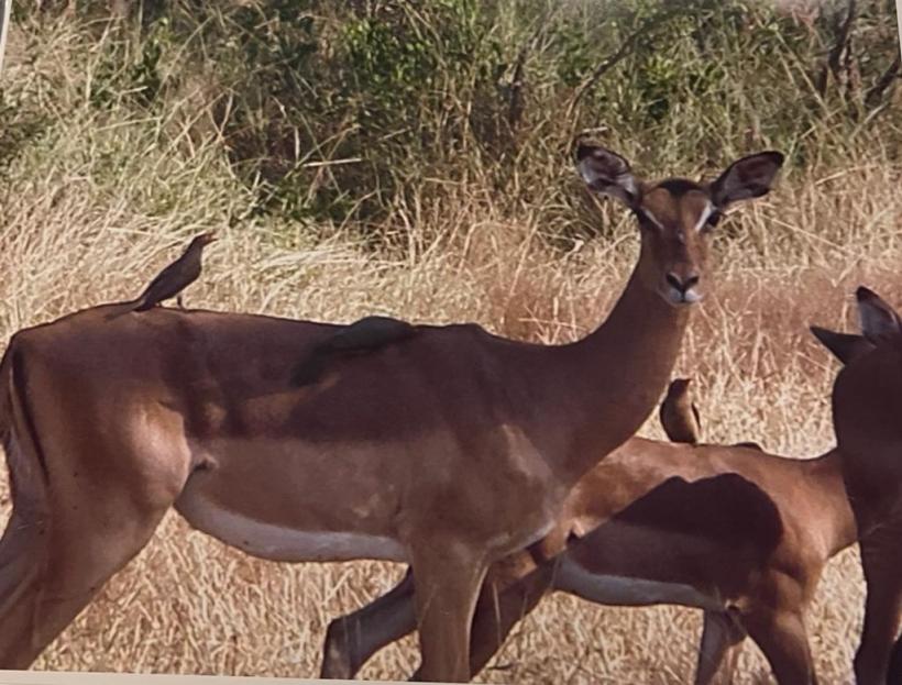 5.000 de kilometri prin Africa, în cel mai luxos tren din lume 18776809