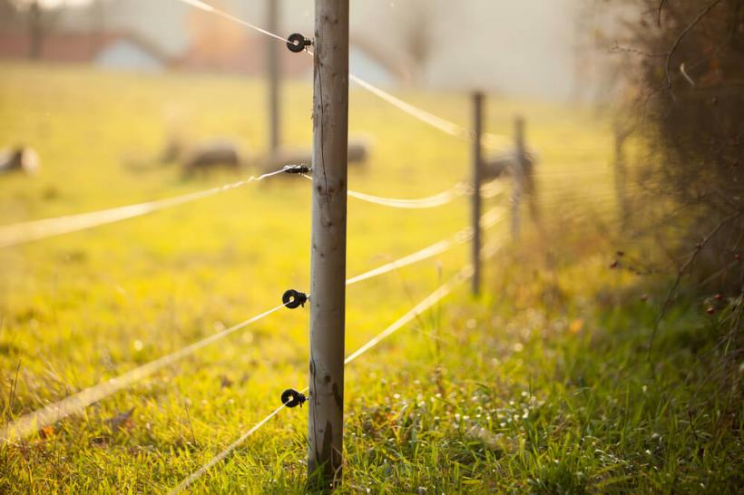 Gardul electric – solutia ideala pentru crescatorii de bovine
