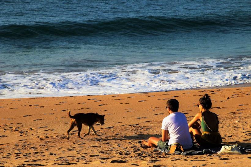Câinii de companie au voie pe plajă numai cu acordul operatorilor. Dacă sunt câini de la MAI, n-au nevoie de permisiune