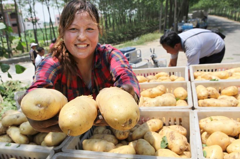 Cultivatorii de cartofi vor putea primi în acest an un sprijin financiar de 200 de euro/ha pe o schemă de minimis