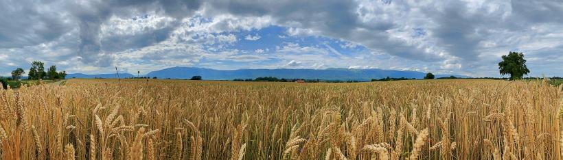 Ucraina acuză Rusia că ar fi furat sute de mii de tone de cereale