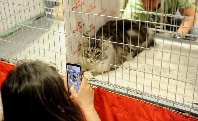 SofistiCAT 2022. Concursul celor mai frumoase pisici  18786055