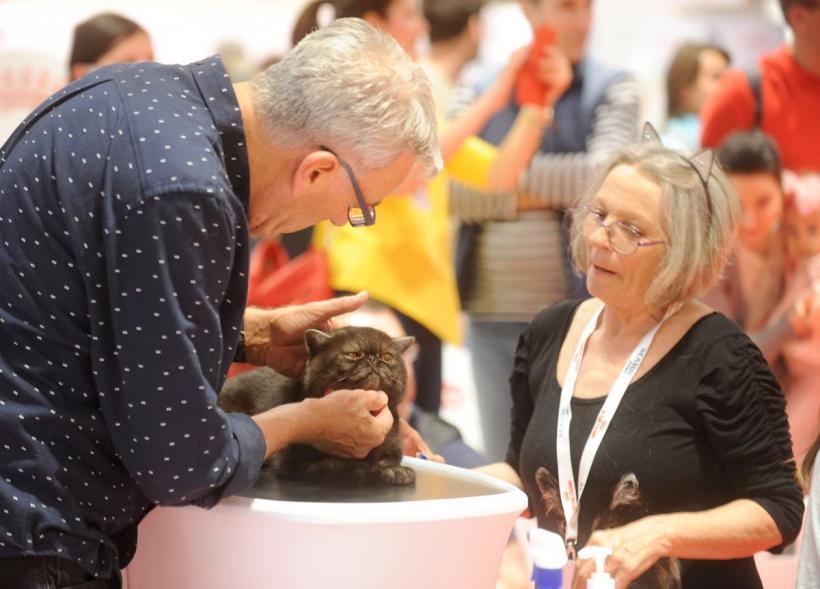 SofistiCAT 2022. Concursul celor mai frumoase pisici  18786056