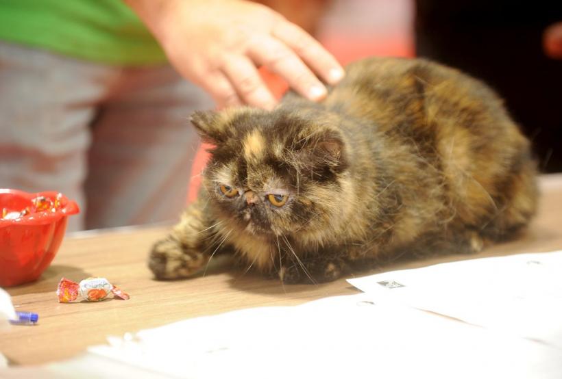 SofistiCAT 2022. Concursul celor mai frumoase pisici  18786057