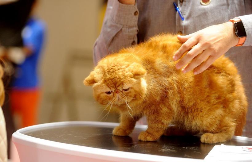 SofistiCAT 2022. Concursul celor mai frumoase pisici  18786058