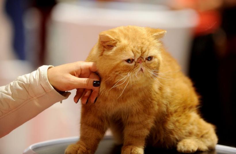 SofistiCAT 2022. Concursul celor mai frumoase pisici  18786059