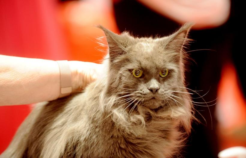 SofistiCAT 2022. Concursul celor mai frumoase pisici  18786060