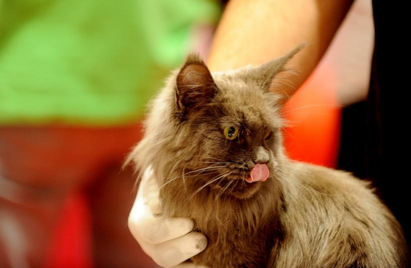 SofistiCAT 2022. Concursul celor mai frumoase pisici  18786061