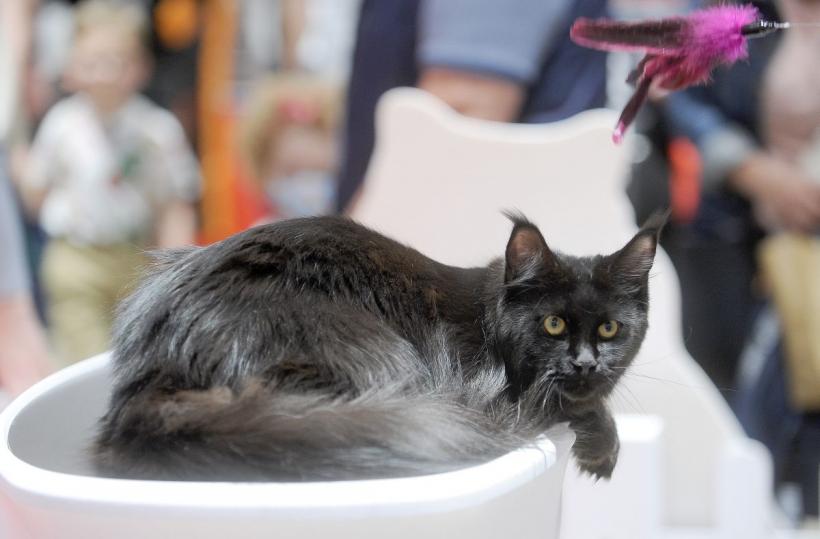 SofistiCAT 2022. Concursul celor mai frumoase pisici  18786062