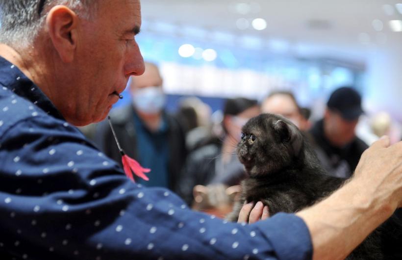 SofistiCAT 2022. Concursul celor mai frumoase pisici  18786063