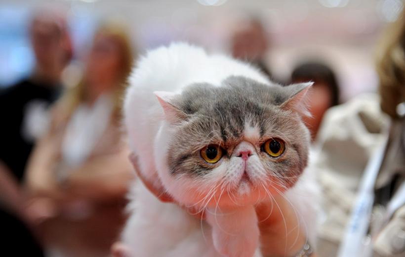 SofistiCAT 2022. Concursul celor mai frumoase pisici  18786064