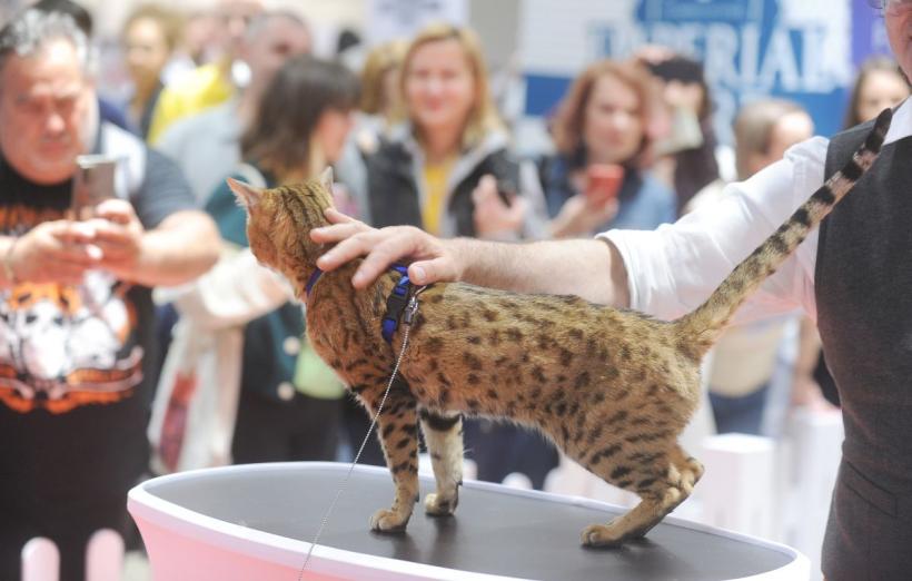 SofistiCAT 2022. Concursul celor mai frumoase pisici  18786065