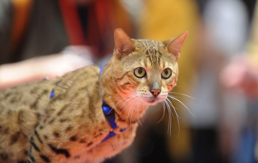 SofistiCAT 2022. Concursul celor mai frumoase pisici  18786066