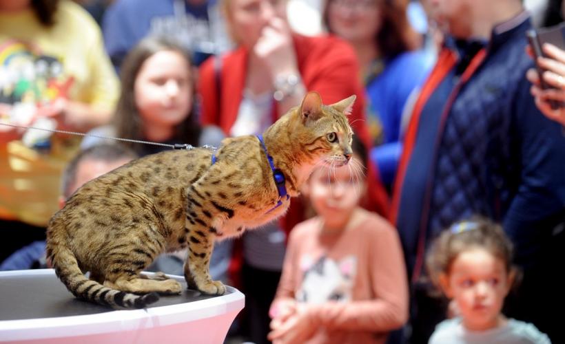 SofistiCAT 2022. Concursul celor mai frumoase pisici  18786067