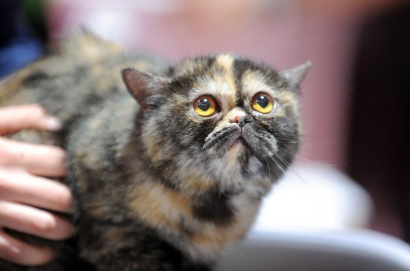 SofistiCAT 2022. Concursul celor mai frumoase pisici  18786068