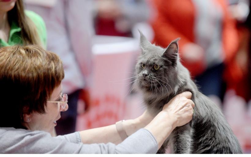 SofistiCAT 2022. Concursul celor mai frumoase pisici  18786069