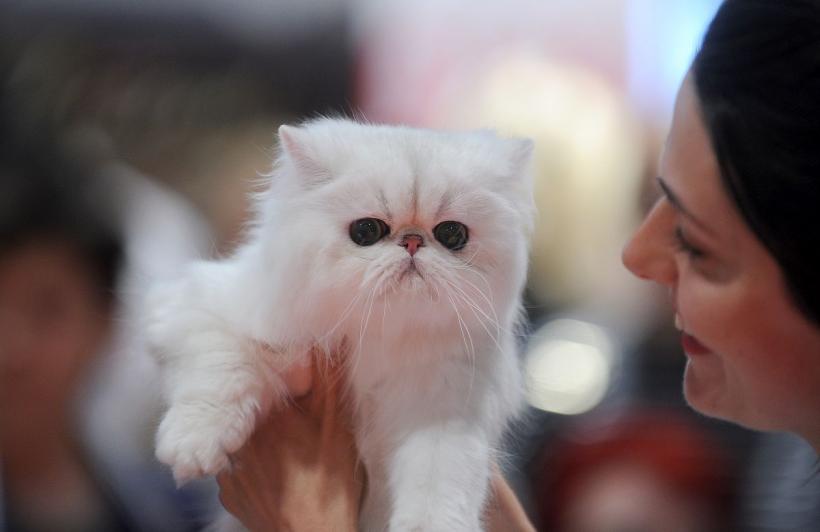 SofistiCAT 2022. Concursul celor mai frumoase pisici  18786070