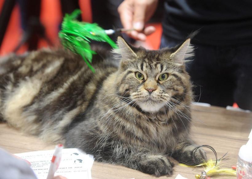 SofistiCAT 2022. Concursul celor mai frumoase pisici  18786071