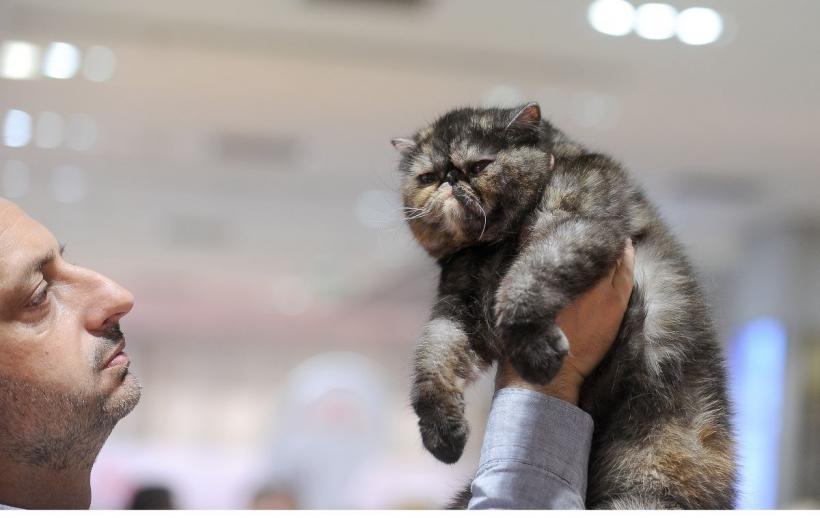 SofistiCAT 2022. Concursul celor mai frumoase pisici  18786072