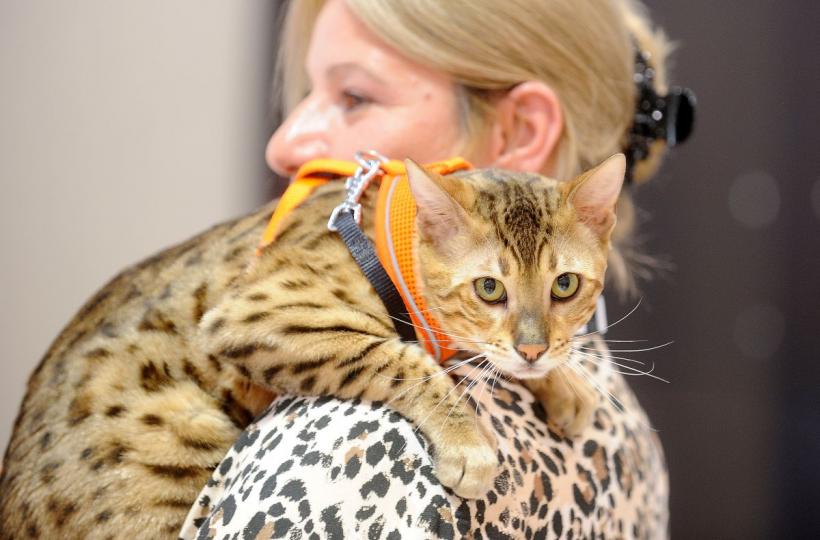 SofistiCAT 2022. Concursul celor mai frumoase pisici  18786073