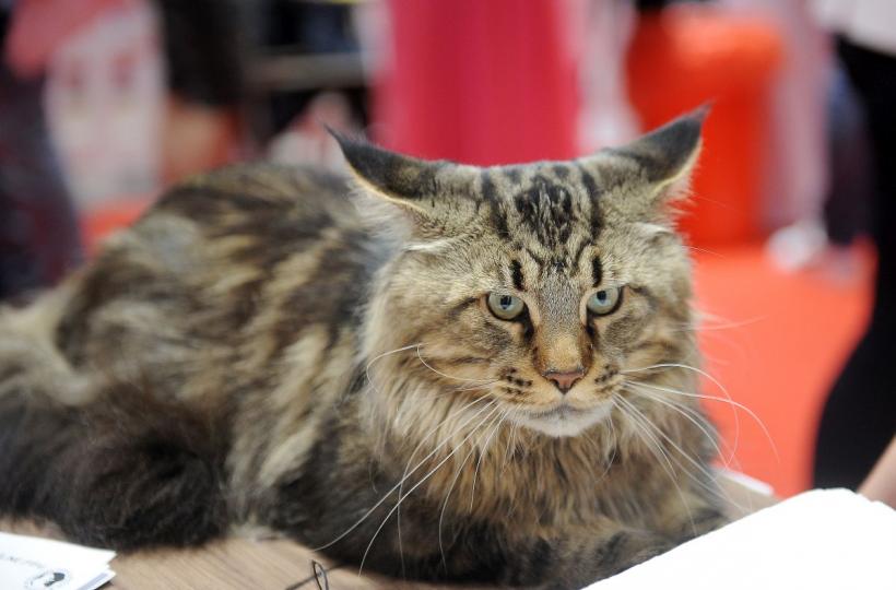 SofistiCAT 2022. Concursul celor mai frumoase pisici  18786074