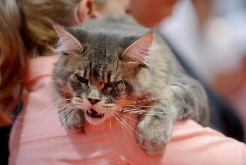 SofistiCAT 2022. Concursul celor mai frumoase pisici  18786075