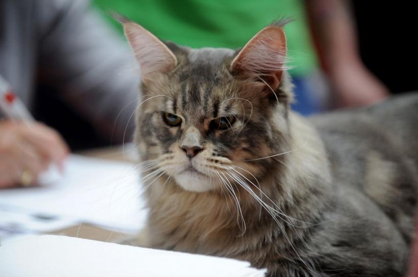 SofistiCAT 2022. Concursul celor mai frumoase pisici  18786076