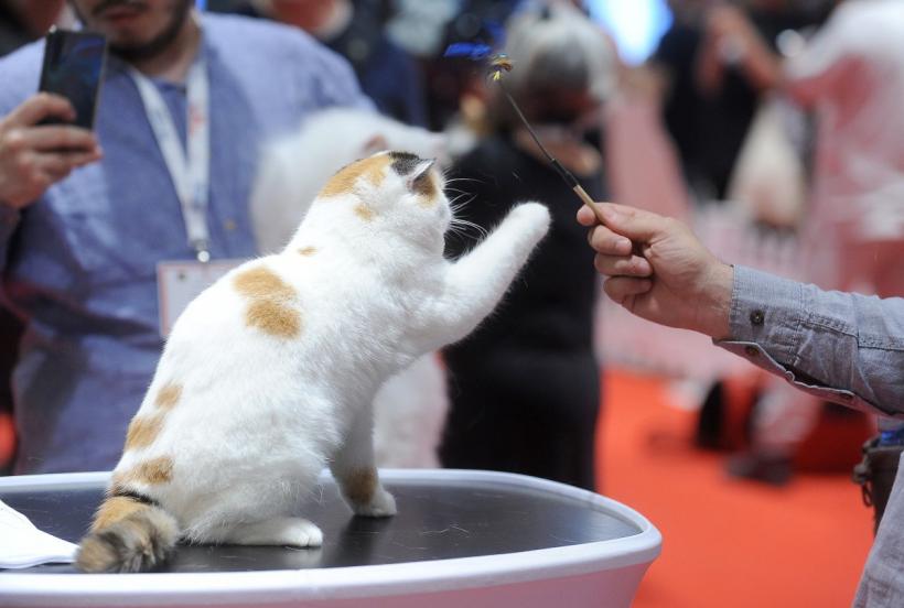 SofistiCAT 2022. Concursul celor mai frumoase pisici  18786078