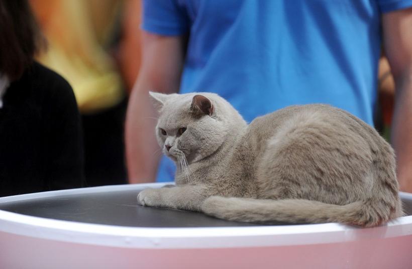 SofistiCAT 2022. Concursul celor mai frumoase pisici  18786079