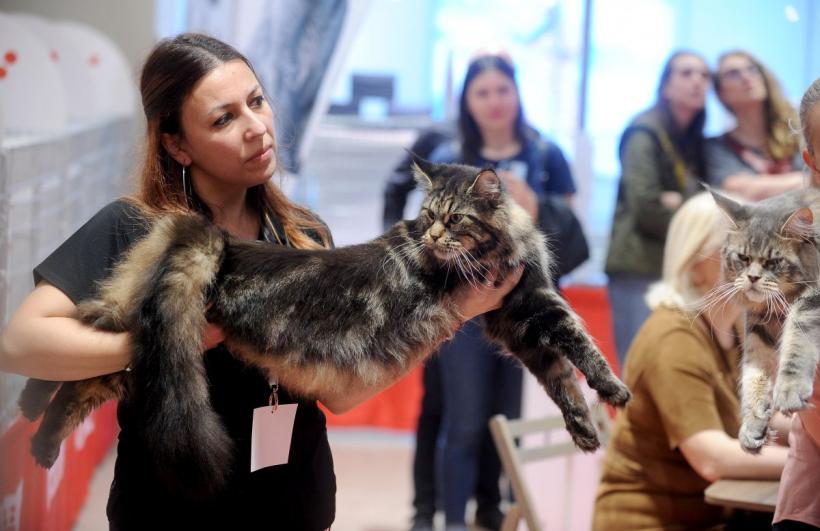 SofistiCAT 2022. Concursul celor mai frumoase pisici  18786080