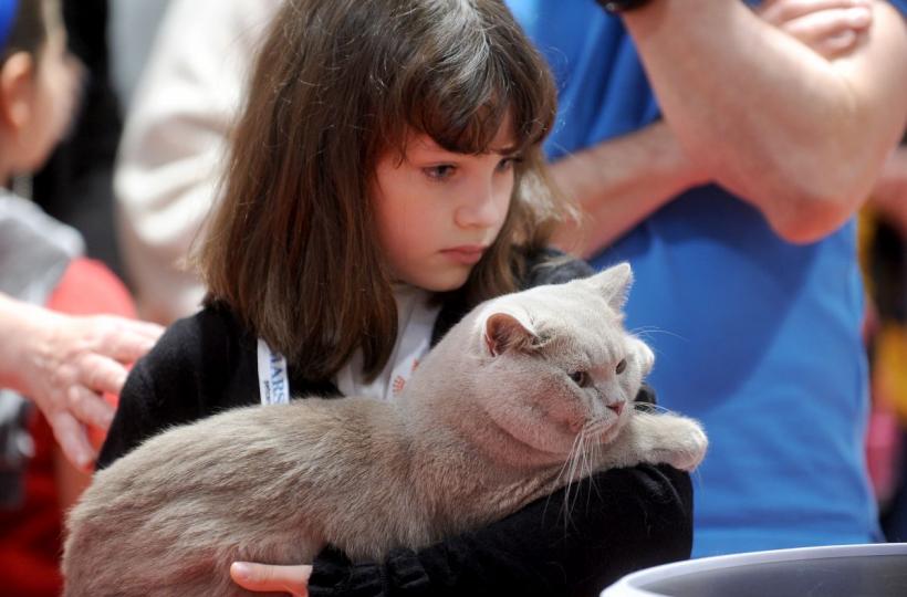 SofistiCAT 2022. Concursul celor mai frumoase pisici  18786081