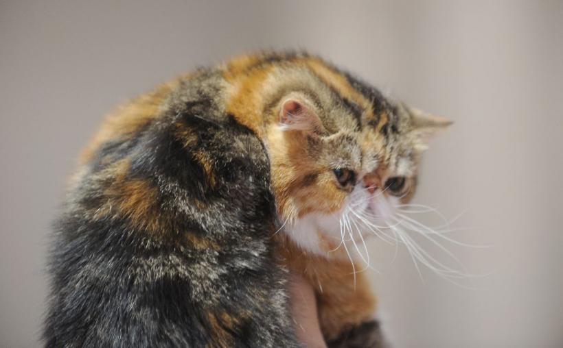 SofistiCAT 2022. Concursul celor mai frumoase pisici  18786082