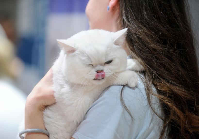 SofistiCAT 2022. Concursul celor mai frumoase pisici  18786084