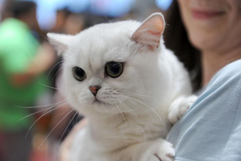 SofistiCAT 2022. Concursul celor mai frumoase pisici  18786085