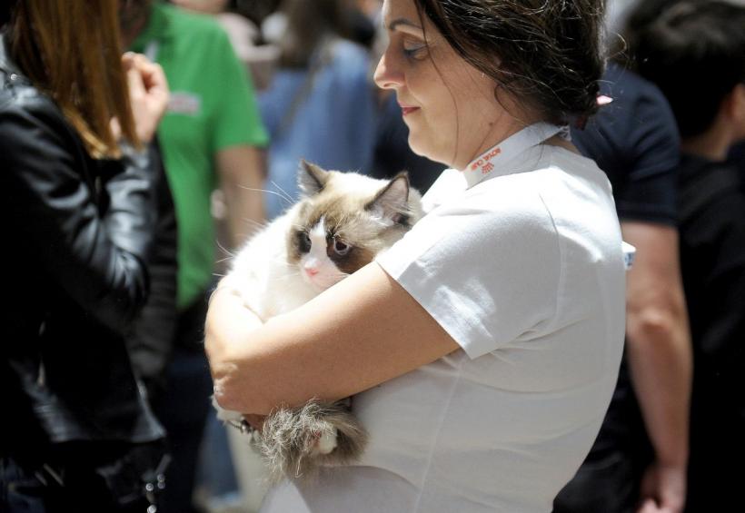 SofistiCAT 2022. Concursul celor mai frumoase pisici  18786086