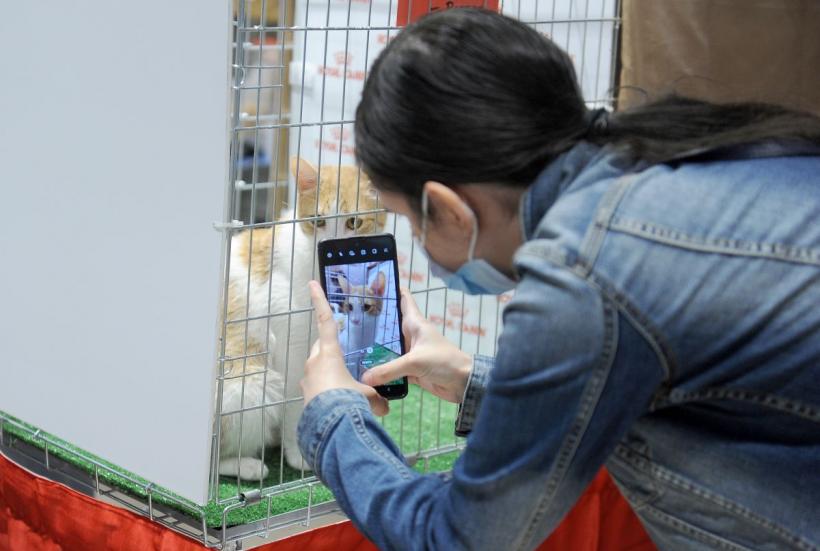 SofistiCAT 2022. Concursul celor mai frumoase pisici  18786087