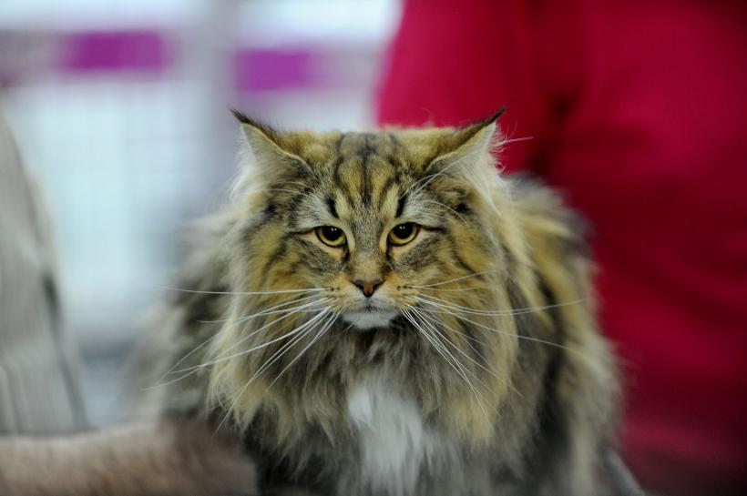 Peste 150 de pisici de pe tot globul vor putea fi admirate,la Salonul Felin Internaţional Bucureşti