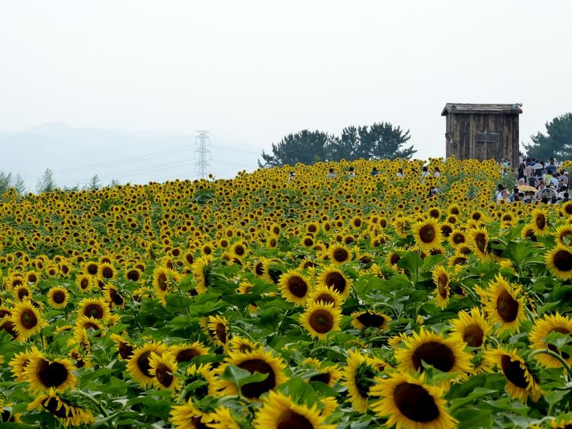 România în UE: Locul 1 la producţia de floarea soarelui, locul 4 la grâu şi locul 6 la PIB per capita