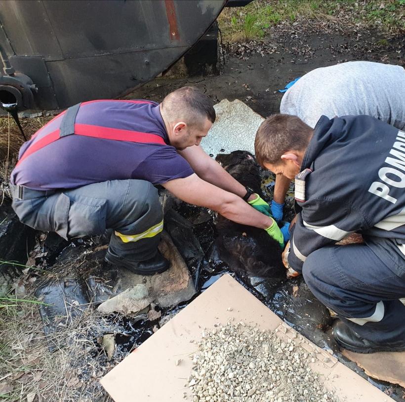 Argeș: Intervenție de peste 4 ore a pompierilor pentru salvarea unei cățelușe prinse în smoală