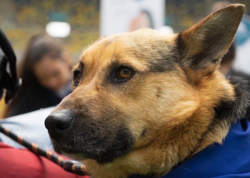 „Adoptă la Arenă!” Târg de adopții pentru pisici și câini la Arena Națională 18786982