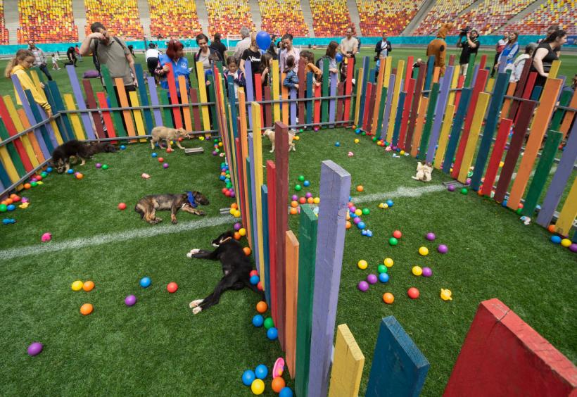 „Adoptă la Arenă!” Târg de adopții pentru pisici și câini la Arena Națională 18786985