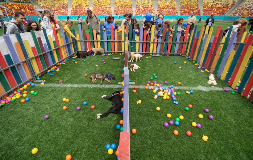 „Adoptă la Arenă!” Târg de adopții pentru pisici și câini la Arena Națională 18786986