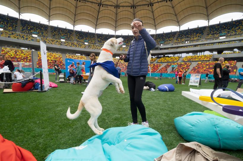 „Adoptă la Arenă!” Târg de adopții pentru pisici și câini la Arena Națională 18786987