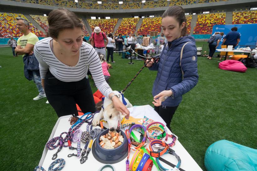 „Adoptă la Arenă!” Târg de adopții pentru pisici și câini la Arena Națională 18786988