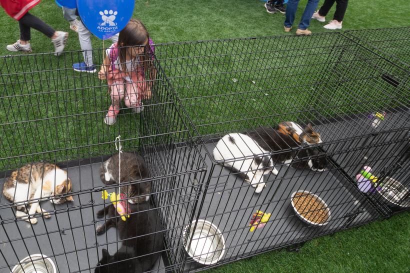 „Adoptă la Arenă!” Târg de adopții pentru pisici și câini la Arena Națională 18786989