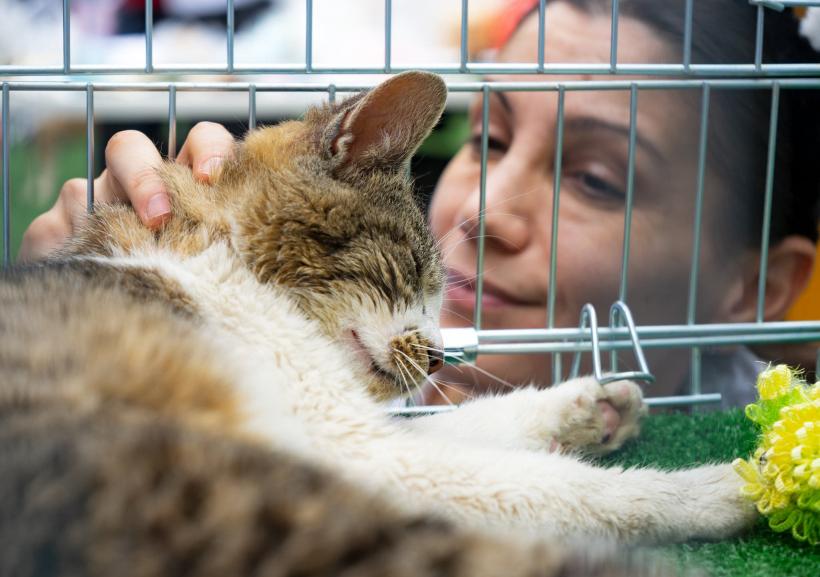 „Adoptă la Arenă!” Târg de adopții pentru pisici și câini la Arena Națională 18786990