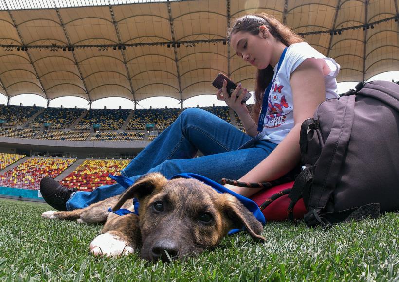 „Adoptă la Arenă!” Târg de adopții pentru pisici și câini la Arena Națională 18786991