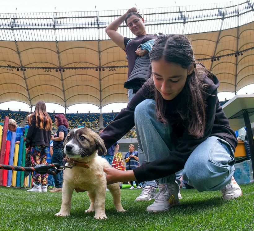 „Adoptă la Arenă!” Târg de adopții pentru pisici și câini la Arena Națională 18786992